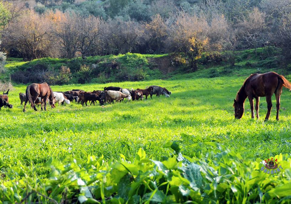 وادي النمل الاردن